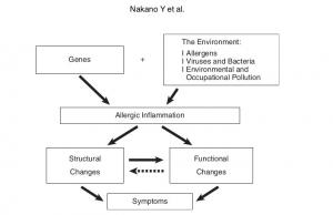 Radiological Approach to Asthma and COPD-The Role of Computed Tomography.